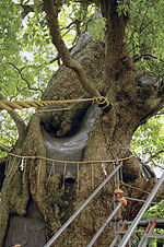 Thumbnail for File:Camphor Tree Sanno Shinto Shrine Nagasaki.jpg