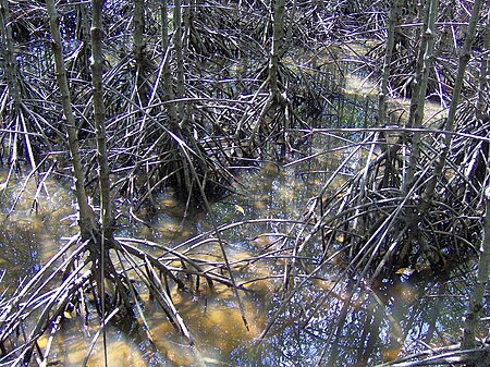Tập tin:Can Gio mangrove forest.jpg