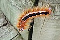 Cape lappet caterpillar.jpg