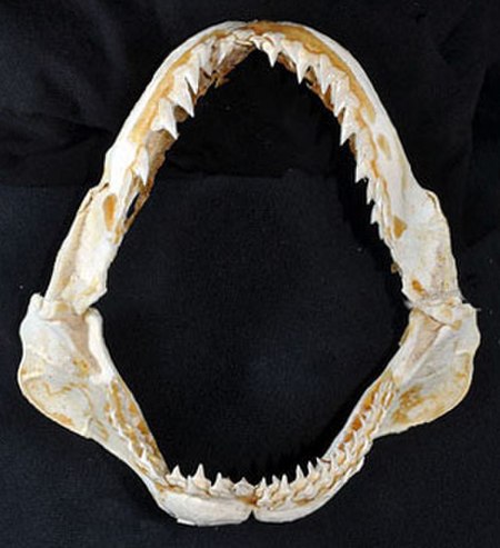 Carcharhinus acronotus jaws.jpg