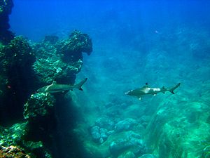 Carcharhinus melanopterus guam 2.jpg