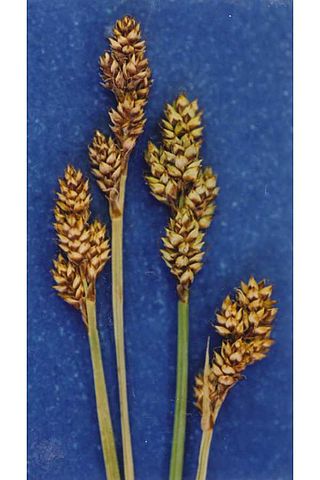 <i>Carex praeceptorum</i> Species of grass-like plant