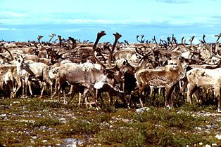 Caribou, Thelon River, Nunavut