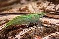 Caridina cf. babaulti