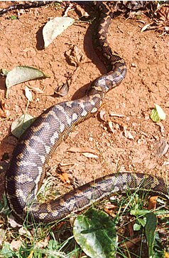 Pyton dywanowy (Morelia spilota mcdowelli) pożera zdobycz w Parku Narodowym Toonumbar