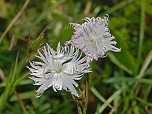 Caryophyllaceae - Dianthus monspessulanus-2.JPG 