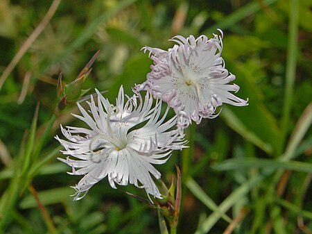 Dianthus monspessulanus