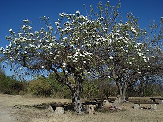 <i>Ipomoea arborescens</i> Species of tree