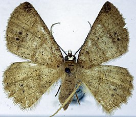 Casbia albivertex