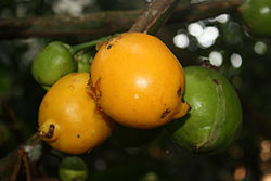 Casimiroa edulis 2 fruits.jpg