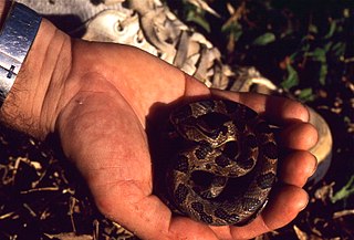 <i>Leptodeira rhombifera</i> Species of snake