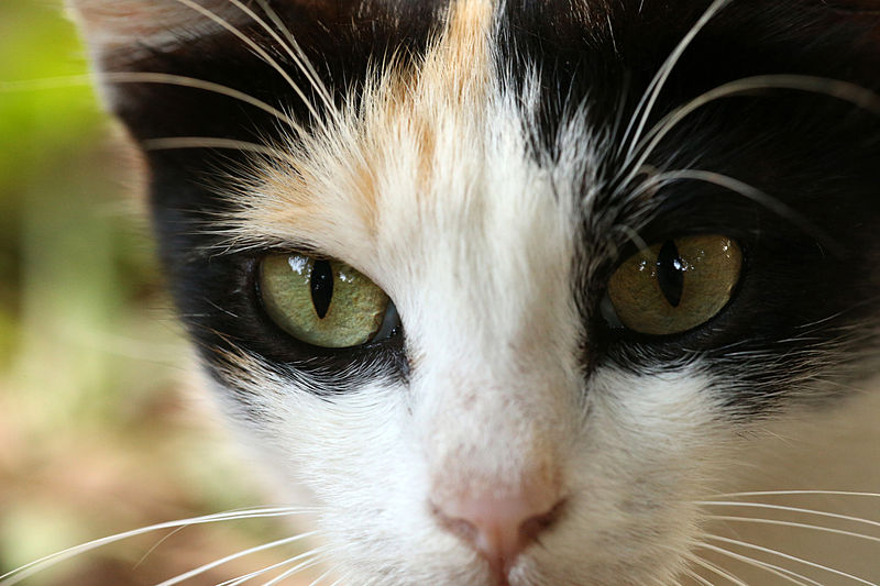 File:Cat-eyes.JPG