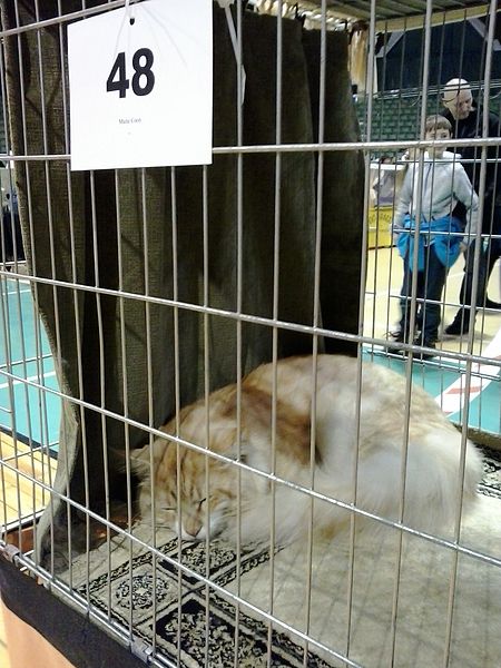 File:Cat Show, Poznan (13).jpg