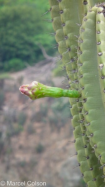 File:Catatumbo-449.jpg