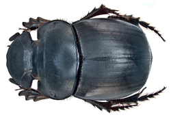 Catharsius molossus (Linné, 1758) female (15359705894).png