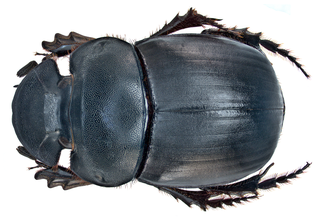 <i>Catharsius molossus</i> Species of beetle