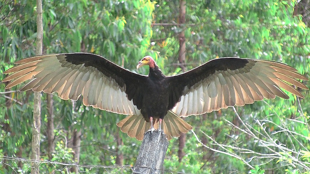 Катарта. Cathartes burrovianus. Cathartes Aura. Лесные резерваты Юго-восточного Атлантического побережья. Катарта птица.