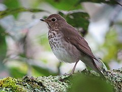 Catharus ustulatus Zorzal buchipecoso Swainson's Thrush (6504639691).jpg