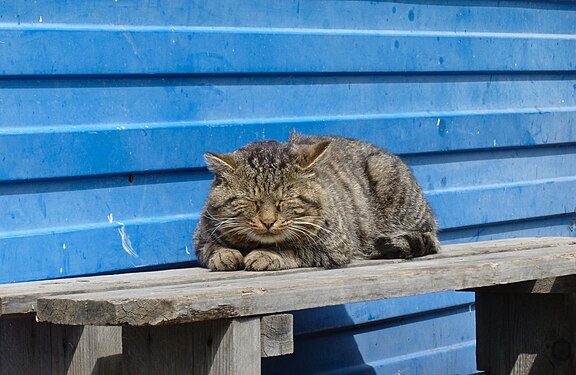 Catnapping rural Tom