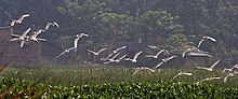 Vol de hérons dans son habitat typique de prairie au Kolkata.