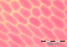 These large cells from the epidermis of a red onion are naturally pigmented. Cells from a red onion epidermal peel.tif