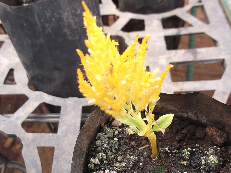 File:Celosia argentea var.plumosa-4-yercaud-salem-India.JPG