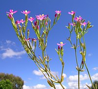 Centaurium tenuiflorum flowerhead1 (12094513155).jpg