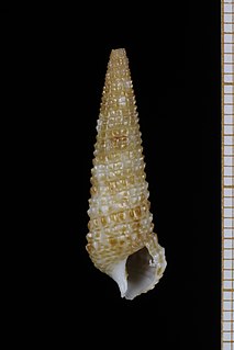 <i>Cerithium ophioderma</i> Species of gastropod