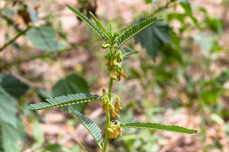 File:Chamaecrista sp. möjligen biensis-2080 - Flickr - Ragnhild & Neil Crawford.jpg