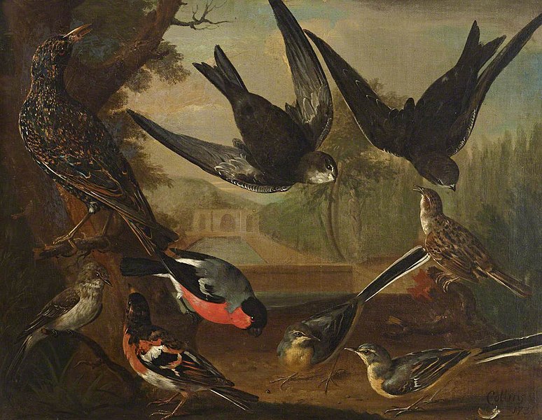 File:Charles Collins (c.1680-1744) - British Birds, Cock Starling, Cock Grey Wagtail, Hen Grey Wagtail, Cock Bramble Finch, Cock Bullfinc - 515475 - National Trust.jpg