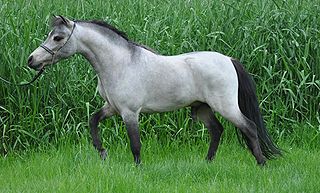 <span class="mw-page-title-main">American Miniature Horse</span> American breed of horse