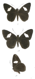 <i>Celaenorrhinus ficulnea</i> Species of butterfly