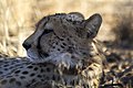 Cheetah, Namibia