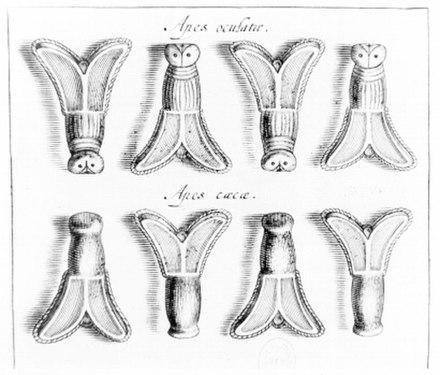 Golden bee or fly jewelry from the tomb of Childeric I in Tournai. Drawn by Jacob van Werden and engraved by Cornelis Galle the Younger