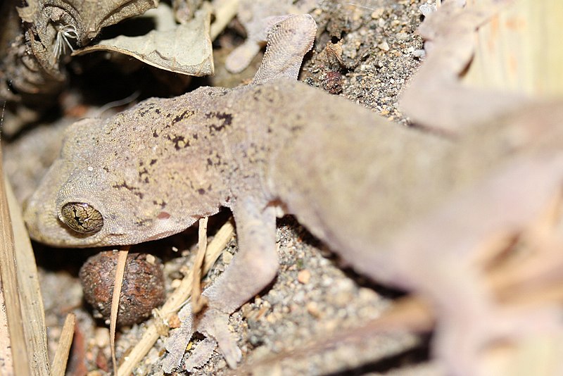 File:Chinese Gecko (Gekko chinensis) (Gekko similignum)? 壁虎 (5780246119).jpg