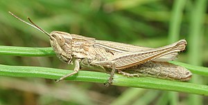 White-rimmed grasshopper (Chorthippus albomarginatus), ♀ Singing of the white-rimmed grasshopper? / I