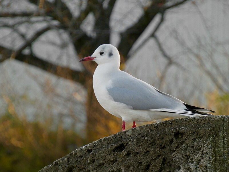 File:Chroicocephalus ridibundus in Arakogawa Park - 3.jpg