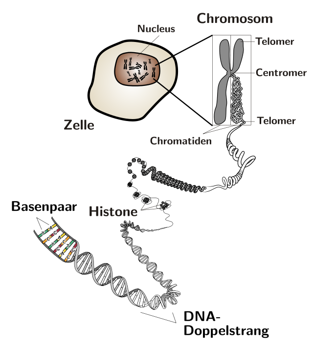 ce viermi sunt în cromozomul uman