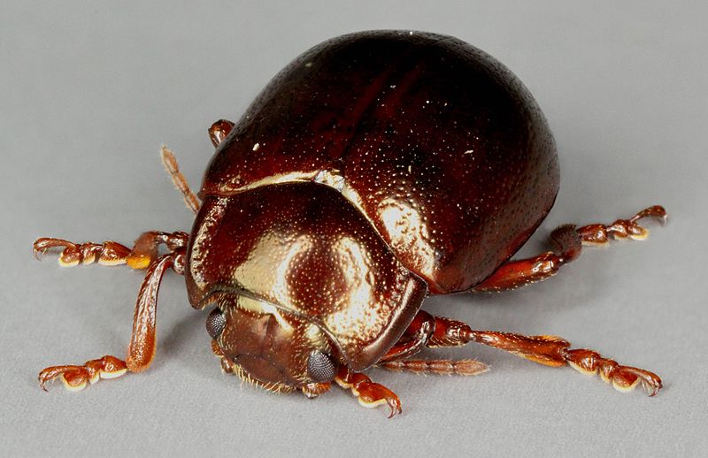 File:Chrysolina staphylaea, Dyffryn, North Wales, Sept 2011 2 - Flickr - janetgraham84.jpg