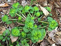 Chrysosplenium japonicum