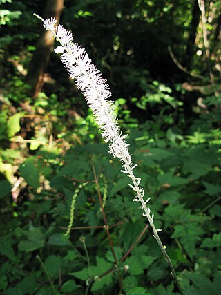 <i>Actaea japonica</i> Species of plant