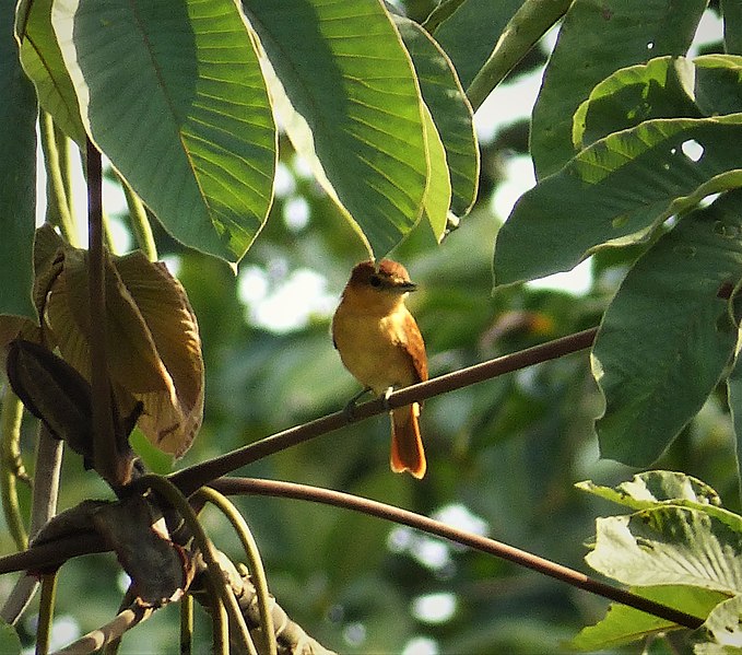 File:Cinnamon Becard Pachyramphus cinnamomeus (27961944017).jpg