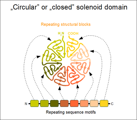 Circular (closed) solenoid domain