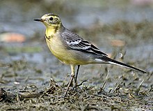 Citrine wagtail Citrine wagtail I IMG 8326.jpg