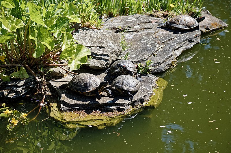 File:City of London Cemetery Terrapin 1.jpg