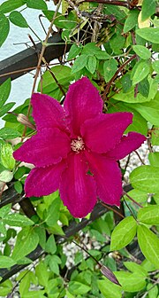 Thumbnail for File:Clematis - powojnik 03.jpg