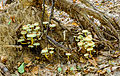 Clustered woodlover - Hypholoma fasciculare - Grünblättriger Schwefelkopf - sulfur tuft - 02.jpg