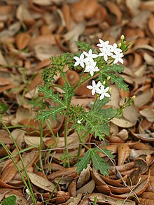 Cnidoscolus urens, one of a number of species called "bull nettle" or "mala mujer" Cnidoscolus urens var. stimulosus.jpg