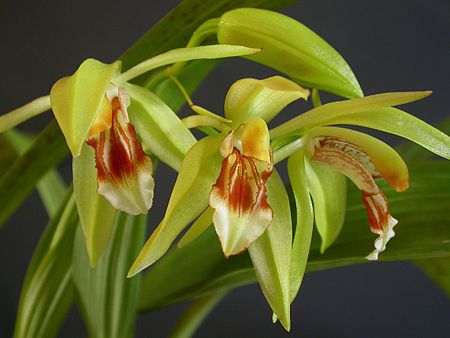 Coelogyne fuerstenbergiana