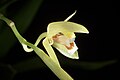 Coelogyne rubrolanata